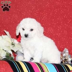 Jeremy, Bichon Frise Puppy